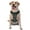 Without Accessories, variant on Vsdgher River Freshwater Fish Pattern Dog Harness,No Pull Pet Harness with Soft Padded Handle,Adjustable Reflective Vest with 2 Buckles,4 Slide Buckles,S-XL Medium