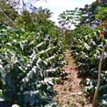 thumbnail image 4 of Café Artesanal 52 Special Edition Usa | Chiapas - Grano, 4 of 5