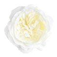 thumbnail image 1 of Cabezas de Rosas Artificiales Gloria 10 Unids de Bricolaje Blanco Cabezas de flor de seda artificial, 1 of 5