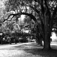 thumbnail image 3 of Hausenflock, Alan 15x15 Black Modern Framed Museum Art Print Titled - Charleston Oaks Sq IX, 3 of 5