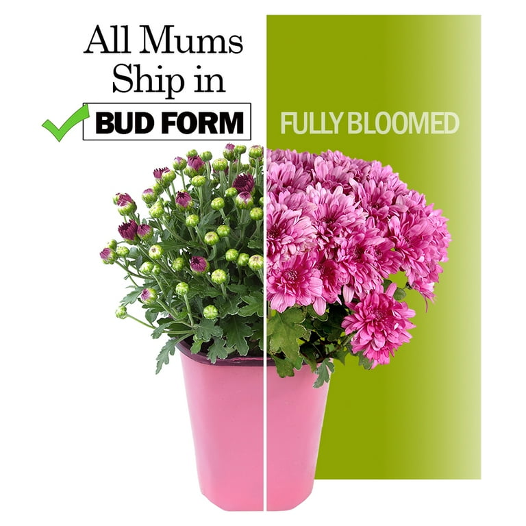 Expert Gardener 3QT Bronze Mum Live Plant - Walmart.com