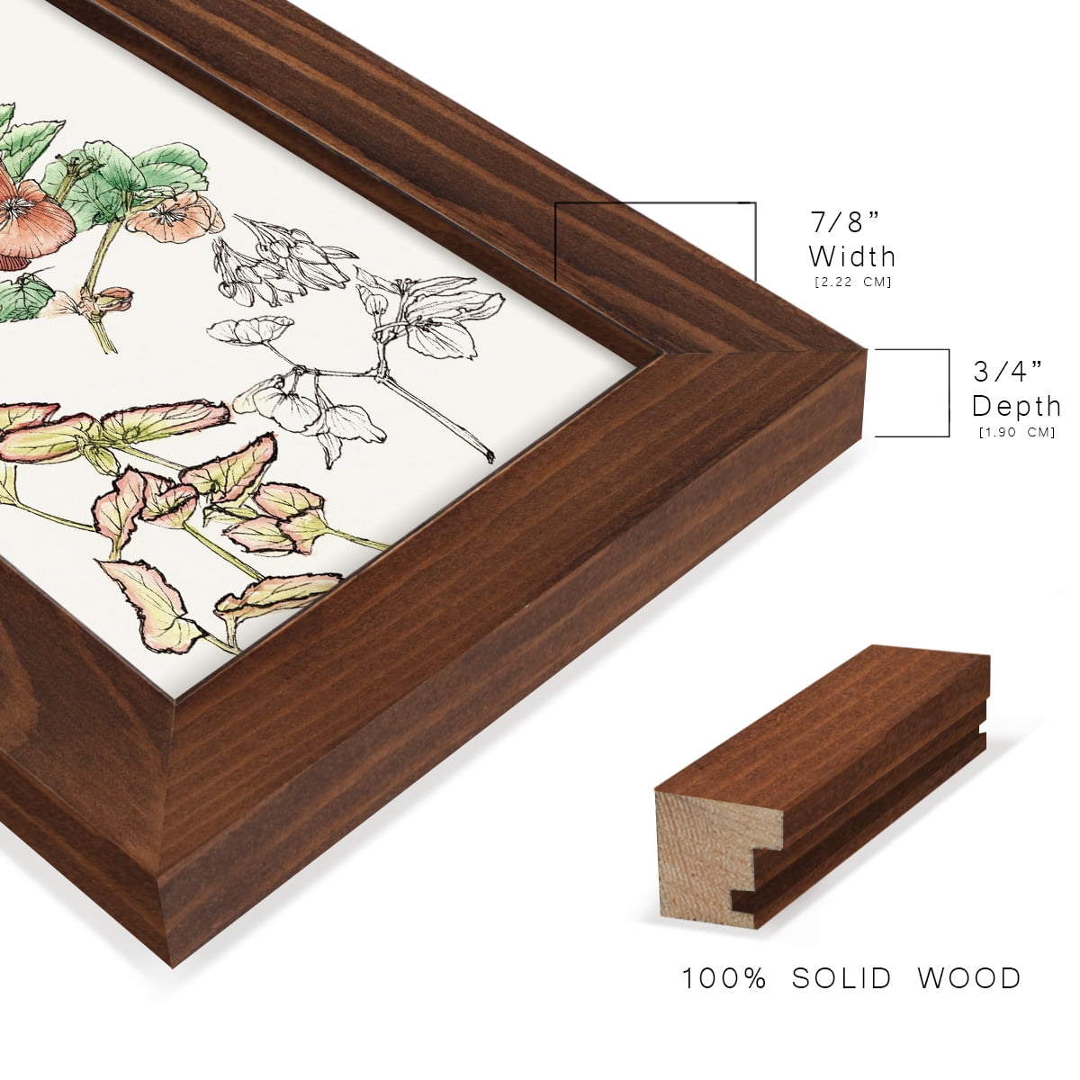 Begonia Study -Framed Print w/glass-Chestnut