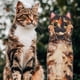 thumbnail image 3 of Toalla de mano AGRIMONY Cat Funny para baño y cocina - Cute D, 3 of 6