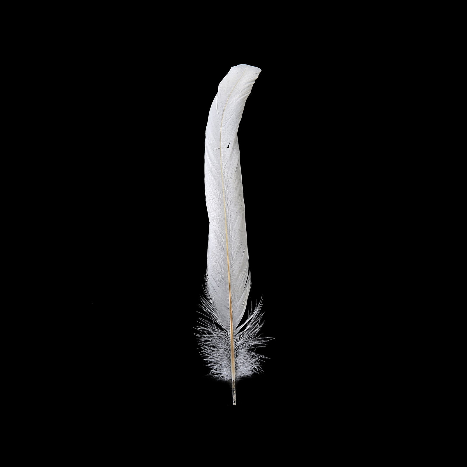 EVNNO Evnno 10 Pcs Natural Black Ostrich Feathers Making Kit,27-29