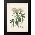 thumbnail image 2 of Turpin 18x24 Black Modern Framed Museum Art Print Titled - Antique Turpin Botanical VII, 2 of 5