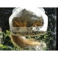 thumbnail image 4 of Birdscapes Clear Window Bird Feeder 348 - Suction Cup Mount, Outdoor Window Feeder, 4 of 4