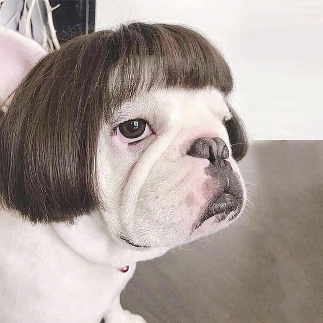 Pelucas para perros, disfraces para mascotas, sombreros para mascotas, disfraces para festivales, fiestas de cosplay.