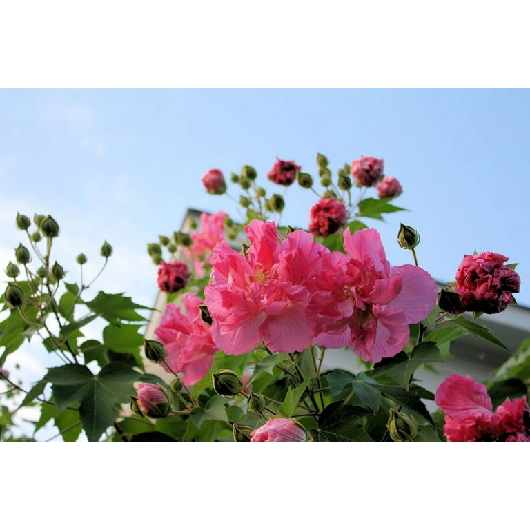 geranium flower seeds Mixed Perennial Geranium Flower Seeds  Heirloom, Non-GMO, High Germin   Neeraseeds