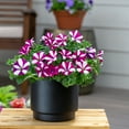 thumbnail image 5 of Wave 1QT Purple White Petunia Live Annual Plant Sun 5-Pack, 5 of 7