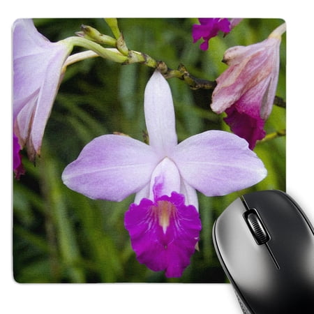 3dRose  MARTINIQUE  West Indies. Bamboo orchid  Balata Garden-CA23 SSM0278 - Scott T. Smith  MousePad price history on PriceWatchPro