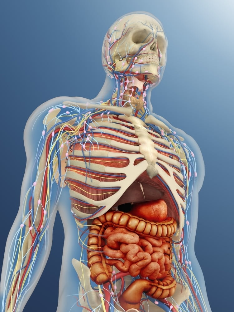 Transparent human body with internal organs, nervous system, lymphatic