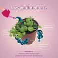 thumbnail image 5 of String of Turtles Peperomia Prostrata, Vining Plant, Live Tiny Mini Pixie Plant, 2 inch Pot by BubbleBlooms, 5 of 9