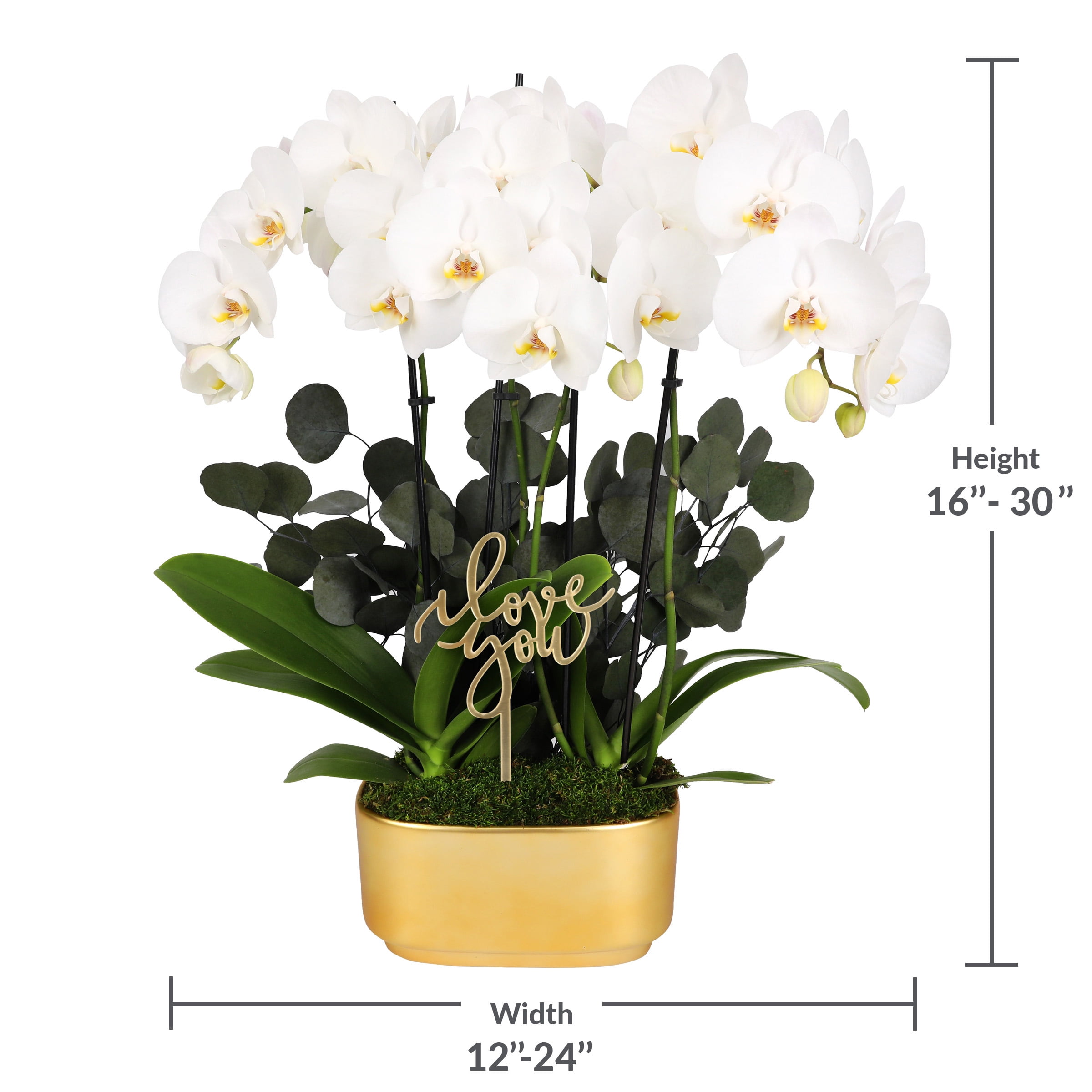 White & Yellow Orchid Duo in Luxurious #10 Gold Jan Ceramic with Preserved Eucalyptus & ‘I Love You’ Pick