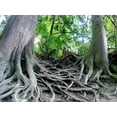 thumbnail image 2 of Tree Roots Wall Mural by Wallmonkeys Peel and Stick Graphic (18 in W x 14 in H) WM153059, 2 of 4