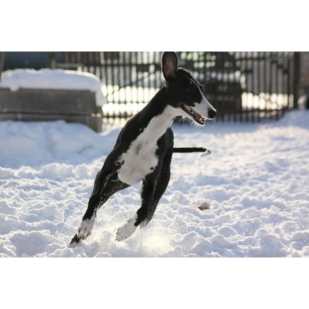 - LAMINATED POSTER Greyhound Race Snow Poster Print 24 x 36