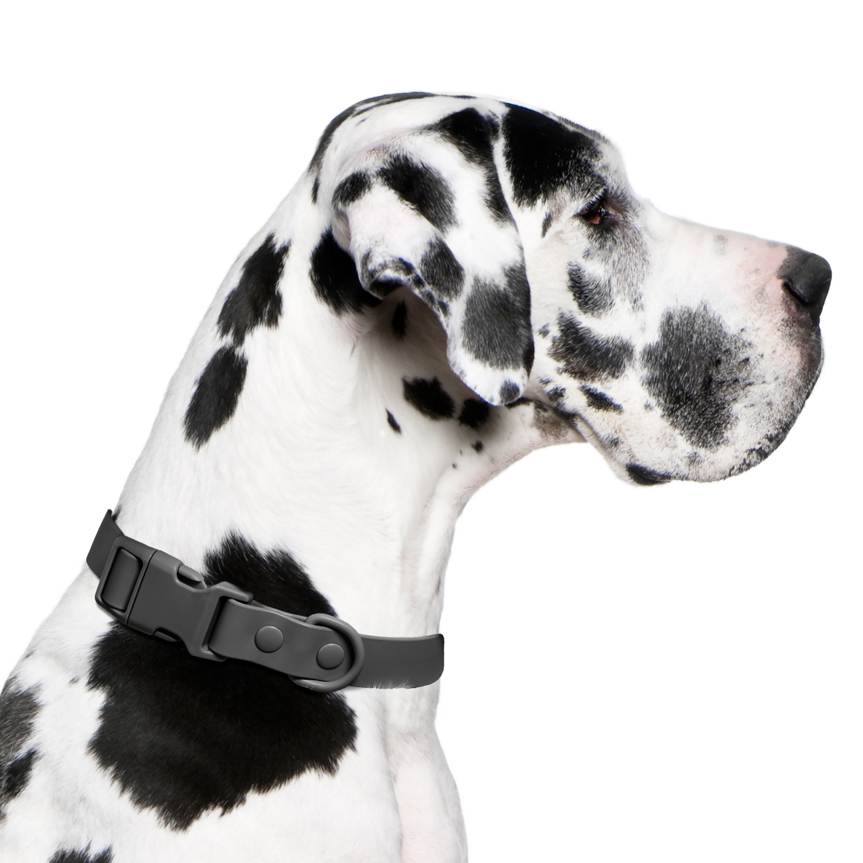 Vibrant Life Water Resistant Adjustable Dog Collar, Gray, XL