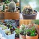thumbnail image 5 of 100pcs Plant Labels Waterproof Garden Labels, T-type Plastic Plant Labels Seedling Labels, Plant Labels Garden 6 X 10cm (black), 5 of 5