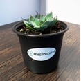 thumbnail image 4 of MicroStarts Live Artichoke Agave - 4 Succulent Plants in 4 inch pots, 4 of 4