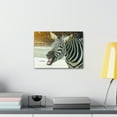 thumbnail image 3 of Funny Zebra Silly Zebra Scene Outside Wall Art Ready to Hang Unframed, 3 of 6