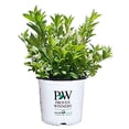 thumbnail image 2 of Proven Winners - Itea virginica Little Henry (Sweetspire) Shrub, , #2 - Size Container, 2 of 4