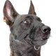 thumbnail image 1 of Nylon Soft Dog Muzzle, Anti-bit, Anti-bark, Anti-chew, Adjustable Ring (xl, Black)-yvan-yvan, 1 of 5