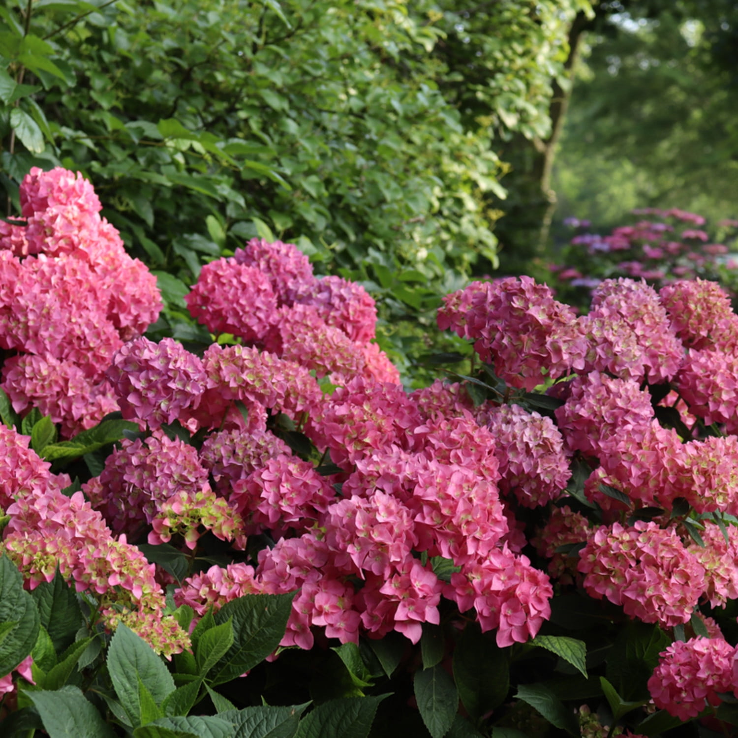 Proven Winners ColorChoice 5" Multicolor Let's Dance Arriba! Reblooming Hydrangea Live Plant in 4.5" Pot (4 Count)