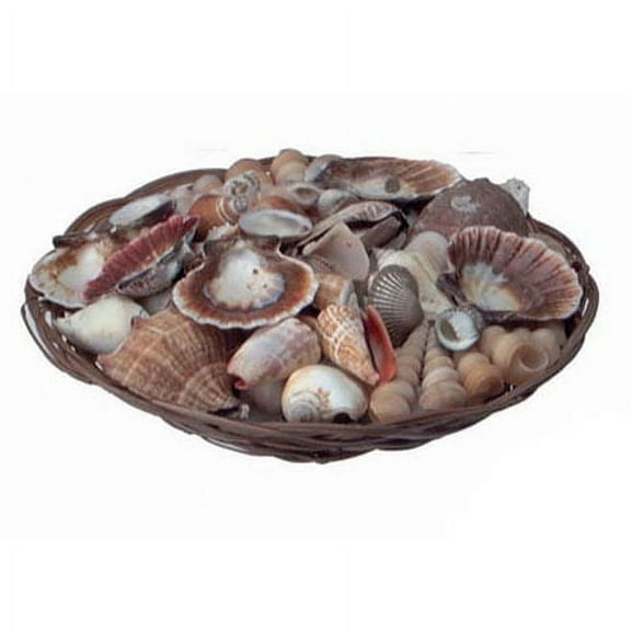 Coco Midrib Sea Shell Pack: Natural, 10 inches