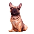 thumbnail image 4 of Cojín de almohada de felpa con Patrón de Perro Zulema 2 piezas, 4 of 5