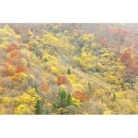 The Mixed Forest in Autumn Wears His Best Dress, Alpi Carniche , Friuli-Venezia Giulia, Carnia Print Wall Art By Gabriele