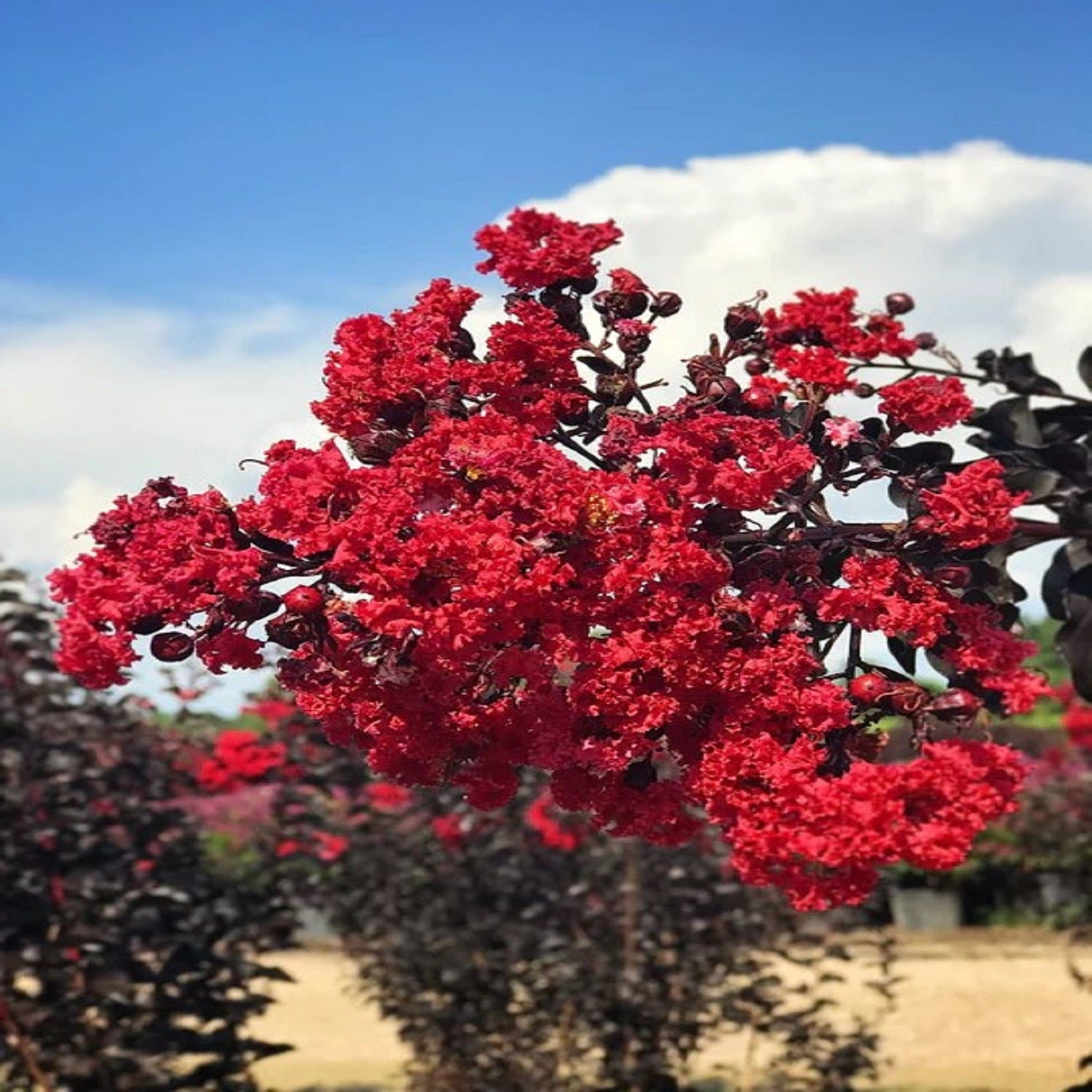 Black Diamond Blooms 18-24 in. tall Red Hot Crape Myrtle Live Tree in 3-Gallon Grower Pot