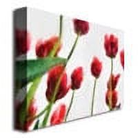 Trademark Fine Art "Red Tulips from Bottom Up II" Canvas Art by Michelle Calkins
