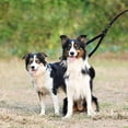 thumbnail image 5 of Double Dog or Pet Leash - Reflective Elastic Material - 360° Shock Absorption - Tangle Free - Walking/Training with Two Dogs - Poop Bag Included, 5 of 5