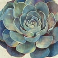 thumbnail image 2 of Wilson, Aimee 12x12 White Modern Wood Framed Museum Art Print Titled - Succulence I - Mini, 2 of 4