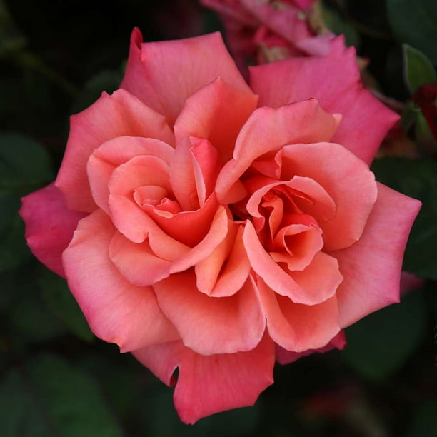 Heirloom Roses Honeysweet Hardy Rose Bush Live Orange Rose Bushes