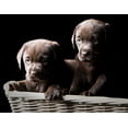 thumbnail image 2 of Two Chocolate Labrador Puppies Wall Mural by Wallmonkeys Peel and Stick Graphic (24 in W x 18 in H) WM306214, 2 of 4