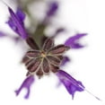 thumbnail image 2 of Durnberger, Sonja 15x15 White Modern Wood Framed Museum Art Print Titled - Salvia officinalis, 2 of 4
