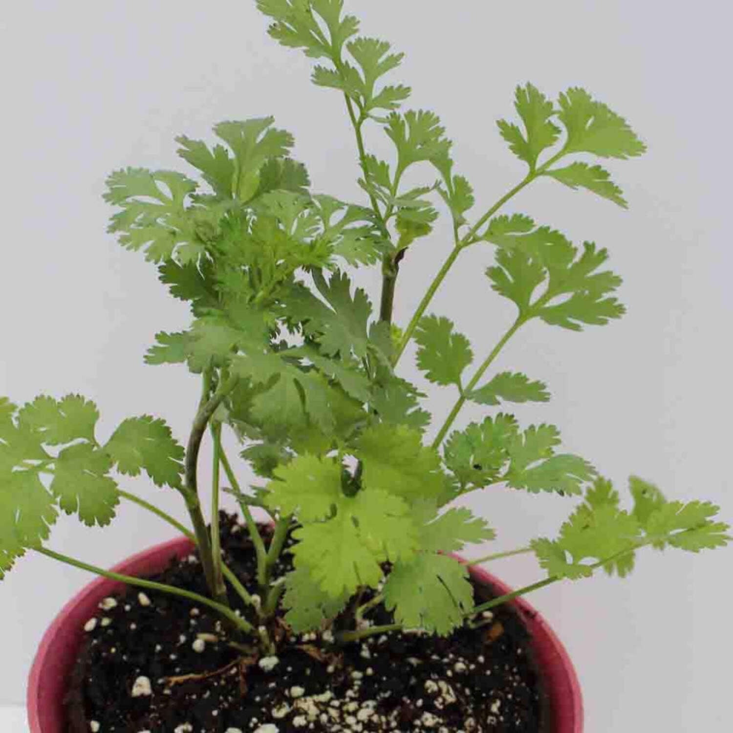 Ferry-Morse Online Edition Cilantro Coriander Seeds- 8 Pack