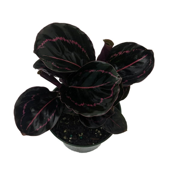 Dottie Rose Painted Prayer Plant - Calathea roseopicta 'Dottie' - Easy - 4" Pot