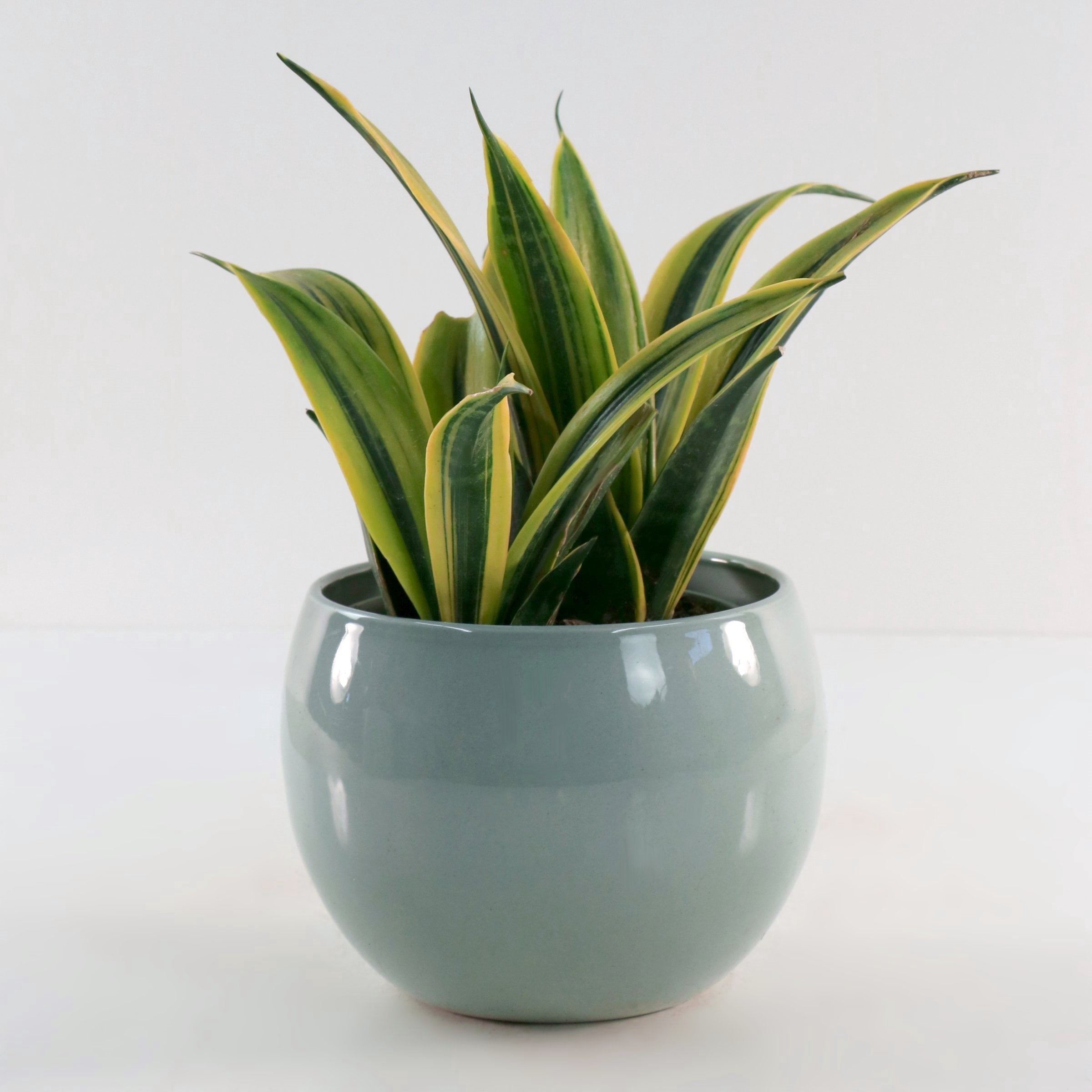 6 in. Sansevieria Gold Flame Plant in Grower Container