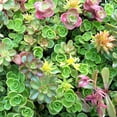 thumbnail image 4 of Expert Gardener 2.2 Quart Sedum Multicolor Perennial Groundcover Outdoor Live Plants Full Sun, 4 of 5