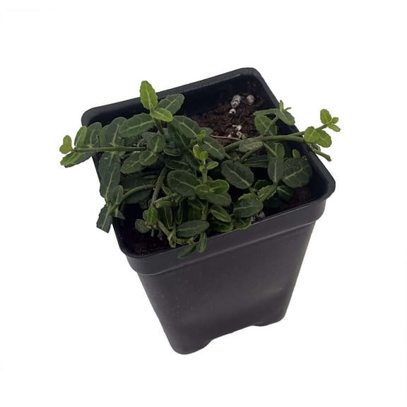 Miniature Wintercreeper Plant - Euonymus fortunei 'Kewensis' - 2.5" Pot