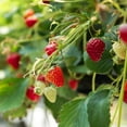thumbnail image 5 of Expert Gardener 14" Red Strawberry Live Plants in 7" Decorative Pot Full Sun, 5 of 8