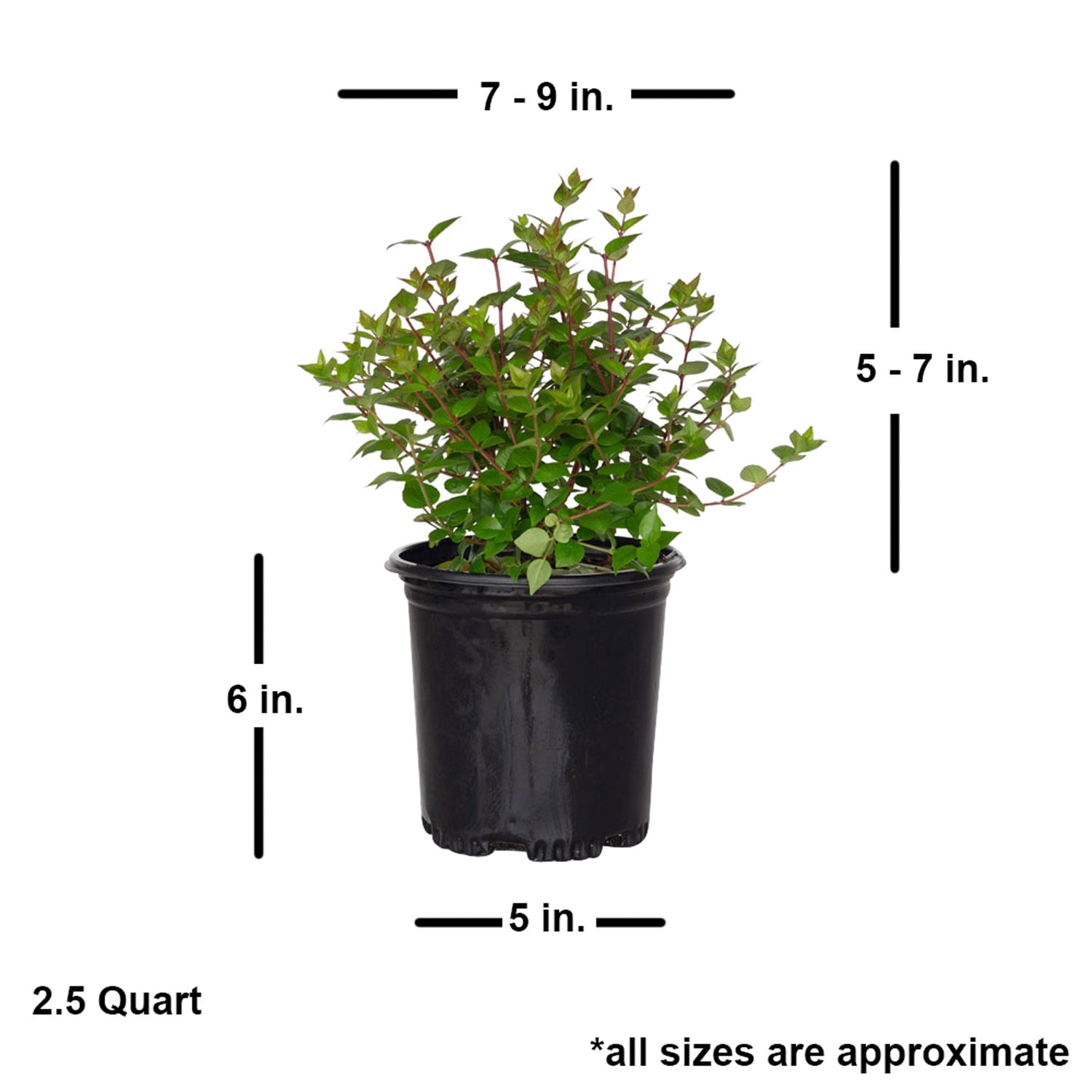 Expert Gardener Rose Creek Abelia (2.5 Qt) Semi-Evergreen Flowering Shrub - Full Sun to Part Sun Live Outdoor Plant