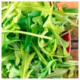 thumbnail image 3 of Everwilde Farms - 1/4 lb Roquette Arugula Herb Seeds - Gold Vault Bulk Seed Packet, 3 of 3