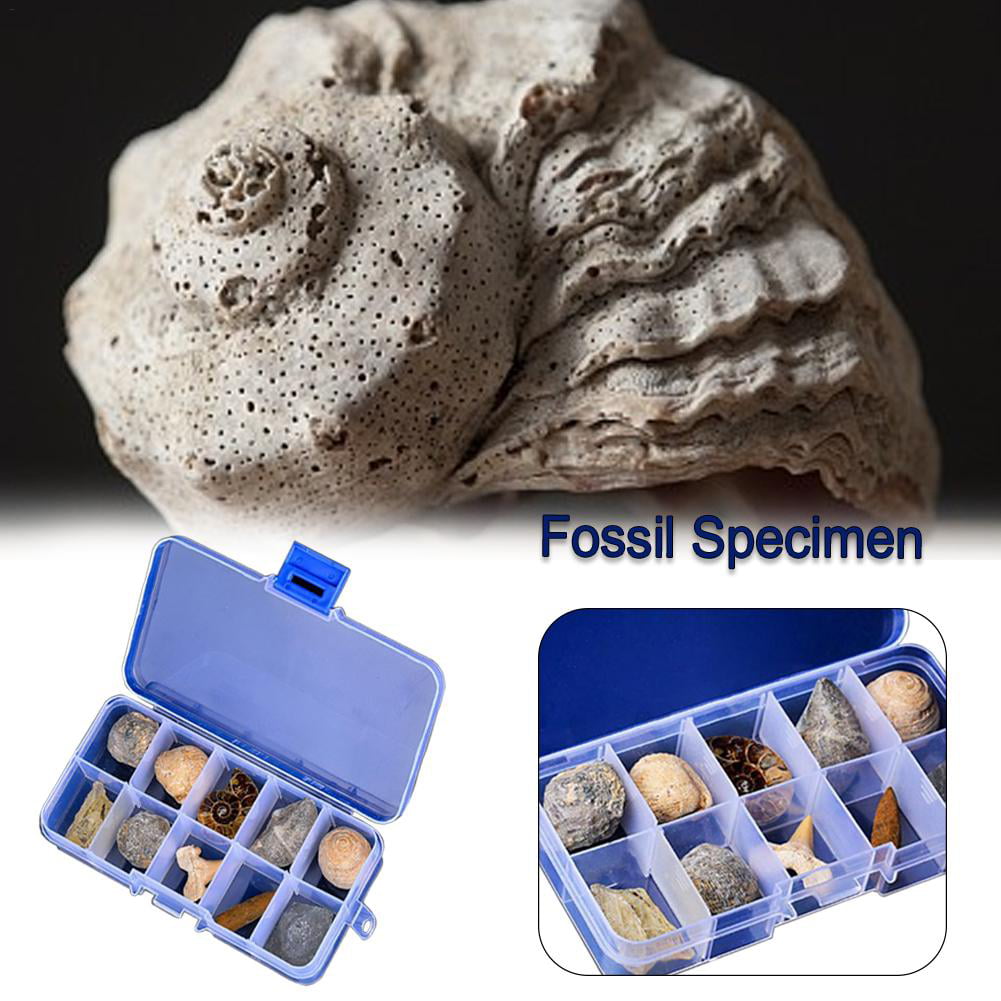 Sea Shells Specimens Collection Biology Science Kit Home Classroom Decor 
