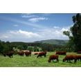 thumbnail image 2 of Country Scene Wall Mural by Wallmonkeys Peel and Stick Graphic (36 in W x 24 in H) WM16611, 2 of 4