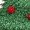 Green, variant on Christmas Bear Embroidery File Holiday Teddy Bear with Tree and Star Digital Stitch Pattern for Shirts Totes Bags