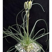 Live Rooted Albuca polyphylla "Augrabies Hills" Clumping Succulent Winter Bulb, for Planting and Gardening