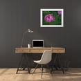 thumbnail image 3 of Bonin, Suzanne 32x25 White Modern Wood Framed Museum Art Print Titled - Chinese Peony, 3 of 4
