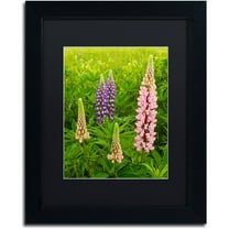 Trademark Fine Art "Lupine Family" Canvas Art by Michael Blanchette Photography Black Matte, Black Frame